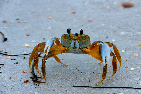 포토 JPG 해외이미지 동물 야생동물 모래 바다 자연 갑각류 해변 사람없음 물 게 껍질 플로리다 해외202309 해외포토 자연요소 미국 생태계 파일형식