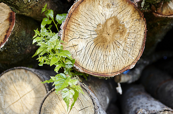 포토 JPG 해외이미지 나무 산업 백그라운드 패턴 부분 자연 건조 사람없음 야외 목재 갈색 쌓기 환경 에너지 흰색 시골 오픈 원형 거친 숲 장작 자르기 목수 질감 통나무 나무껍질 연료 자작나무 잡동사니 내추럴 벌목 수목 해외202309 해외포토 도형 식물 직업 컬러 무늬 재료 모션 껍질 생태계 파일형식
