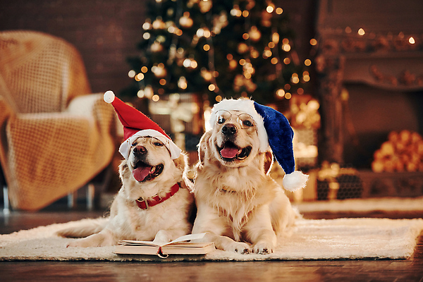 포토 JPG 해외이미지 크리스마스 두마리 산타모자 실내 사람없음 아웃포커스 책 올려보기 골든리트리버 강아지 보케 메롱 빛망울 안경낌 해외202309 해외포토 모자_잡화 기념일 안경 2 모션 촬영기법 내부 빛 반려동물 개 리트리버 파일형식