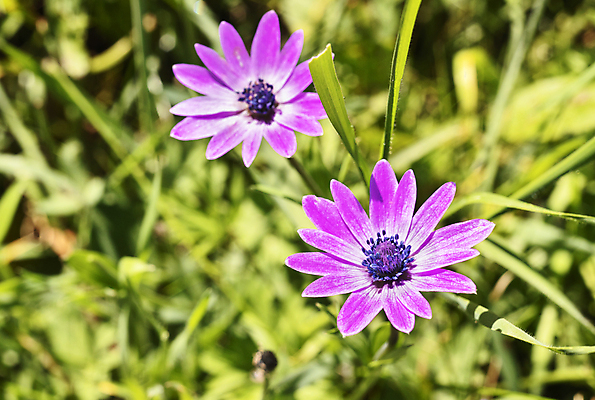 포토 JPG 해외이미지 식물 계절 꽃 꽃무늬 밭 자연 사람없음 야외 햇빛 정원 봄 들꽃 벚꽃 농촌 개화 해외202309 해외포토 무늬 농업 태양 시골 생태계 파일형식