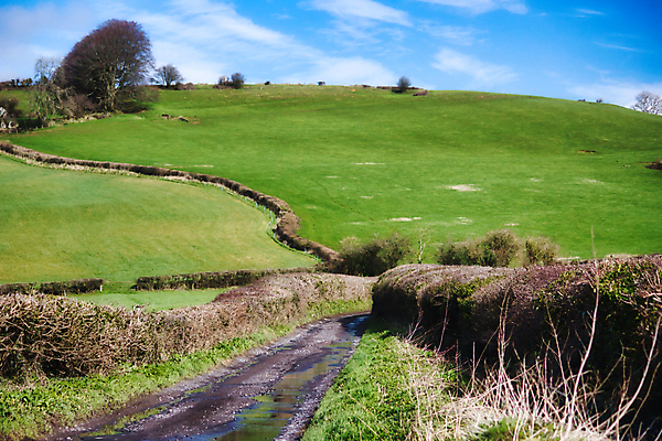 포토 JPG 해외이미지 나무 도로 길 밭 농업 자연 하늘 영국 잉글랜드 사람없음 초록색 파란색 울타리 농경지 평화 맑음 침묵 봄 흰색 시골 언덕 그림 먼지 장면 오르막 선로 수평선 목가 해외202309 해외포토 식물 계절 유럽 산업 컬러 컨셉 교통시설 날씨 담장 농장 소리 생태계 파일형식