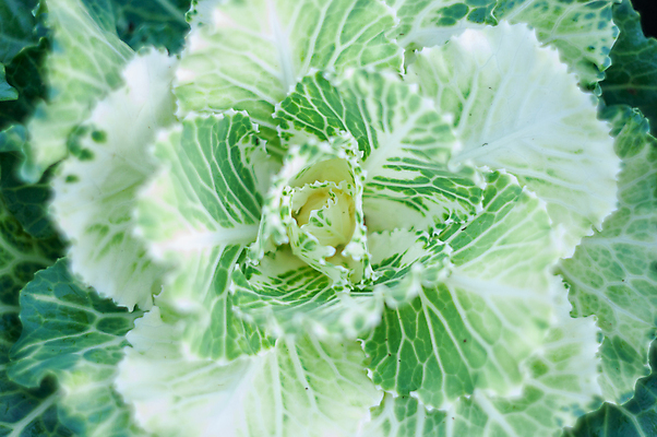 포토 JPG 해외이미지 식물 계절 꽃 분홍색 컬러 백그라운드 잎 꽃무늬 자연 풍경 취미 사람없음 야외 장식 빨간색 초록색 여름 컬러풀 뷰티 새싹 정원 보라색 성장 벚꽃 가을 개화 허브 원예 양배추 내추럴 케일 그리너리 세련 해외202309 해외포토 무늬 채소 생태계 파일형식 트랜드컬러