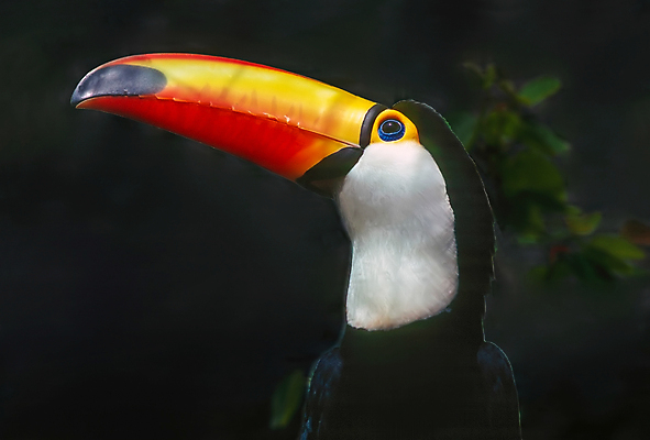 포토 JPG 해외이미지 동물 컬러 자연 조류 사람없음 파란색 노란색 검은색 흰색 나뭇가지 닫기 해외202309 해외포토 나무 모션 생태계 파일형식