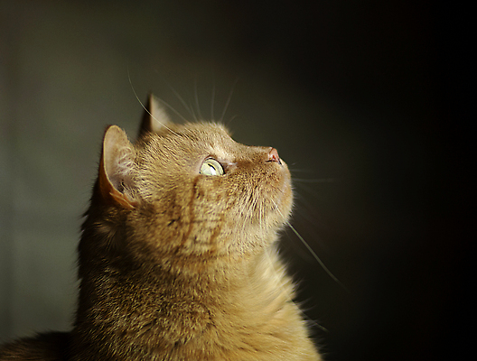 포토 JPG 해외이미지 동물 포유류 생물 발렌타인데이 대화 사람없음 반려동물 눕기 뷰티 카메라 고양이 꿈 거울 닫기 자르기 만족 코 주목 스라소니 안락 해외202309 해외포토 감정 컨셉 모션 데이이벤트 말하기 신체부위 전자제품 파일형식