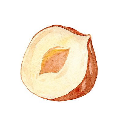 포토 JPG 해외이미지 길 음식 컬러 조각 백그라운드 과일 일러스트 재료 자연 건조 건강 미술 씨앗 사람없음 갈색 노란색 견과류 껍질 흰색 신선 오픈 맛 파편 숲 스케치 자르기 먹기 오브젝트 유기농 알맹이 날것 손그림 토막 내추럴 개암나무 고립 단백질 숙성 핵심 개암 브랜딩 해외202309 해외일러스트 나무 식물 웰빙 열매 컨셉 모션 문화예술 생태계 영양소 파일형식