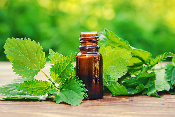 포토 JPG 해외이미지 백그라운드 자연 나뭇잎 사람없음 초록색 뷰티 신선 오일 내추럴 나무탁자 해외202309 해외포토 음식 컬러 잎 탁자 화장품 생태계 파일형식