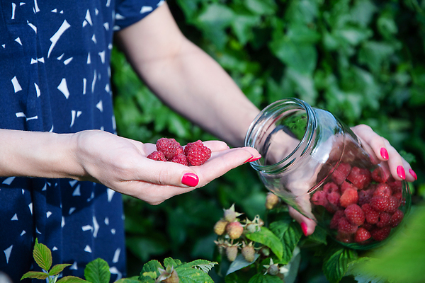 포토 JPG 해외이미지 식물 라이프스타일 손 계절 열매 음식 백그라운드 농업 다이어트 건강 관리 사람 사람없음 야외 빨간색 바구니 정원 수확 성장 신선 잡기 닫기 달콤 과수원 수집 유기농 원예 날것 산딸기 건강식 내추럴 숙성 원예사 채식주의자 비건 맛있는 해외202309 해외포토 직업 웰빙 산업 컬러 과일 모션 취미 생활 신체부위 맛 채식 파일형식