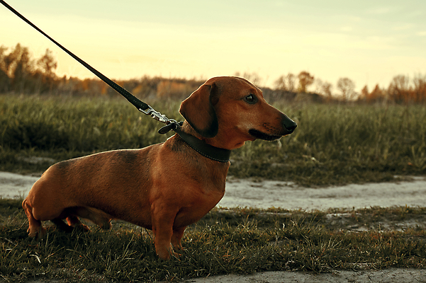 포토 JPG 해외이미지 1 밭 자연 사람없음 야외 반려동물 갈색 가축 산책 개 작음 닥스훈트 사냥 육식동물 사냥꾼 기르기 미니 순혈 해외202309 해외포토 동물 직업 컬러 농업 포유류 휴식 크기 생태계 돌봄 파일형식