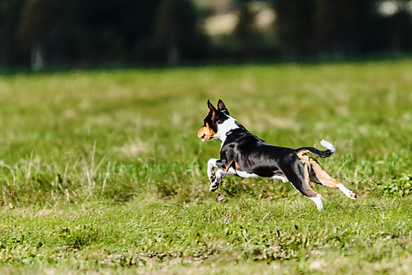포토 JPG 해외이미지 동물 1 공원 감정 스포츠 밭 모션 놀이 건강 사람없음 야외 초록색 여름 반려동물 달리기 뷰티 걷기 정원 점프 경쟁 에너지 게임 시골 레이싱 잡기 개 유혹 속도 사냥 송곳니 기르기 챔피언 순혈 해외202309 해외포토 계절 공공시설 컬러 컨셉 농업 포유류 시합 치아 돌봄 파일형식