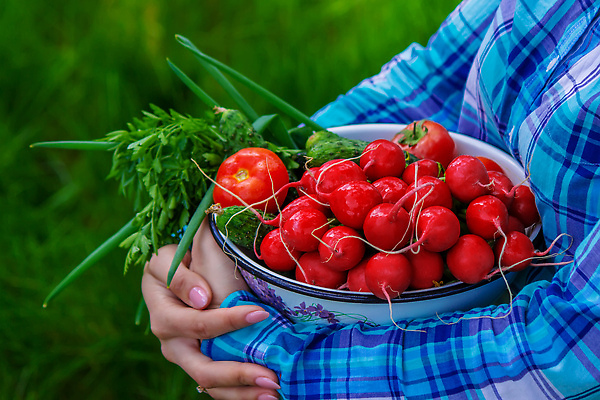 포토 JPG 해외이미지 식물 손 배너 음식 컬러 백그라운드 농업 다이어트 채소 과일 자연 양파 감자 건강 관리 사람 사람없음 빨간색 초록색 농작물 상자 농장 바구니 정원 수확 성장 시골 신선 잡기 농부 수집 유기농 원예 날것 후추 내추럴 숙성 원예사 채식주의자 카피스페이스 해외202309 해외포토 직업 웰빙 산업 모션 취미 신체부위 공백 향신료 생태계 채식 파일형식