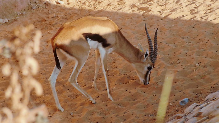 포토 JPG 해외이미지 동물 공원 야생동물 모래 백그라운드 포유류 아프리카 자연 초식동물 사슴 뿔 동물원 사람없음 야외 뷰티 숫자 갈색 사막 황무지 보호 사파리 영양 사하라 내추럴 가젤 생태학 해외202309 해외포토 문자 공공시설 교육 나라 컬러 컨셉 생태계 파일형식