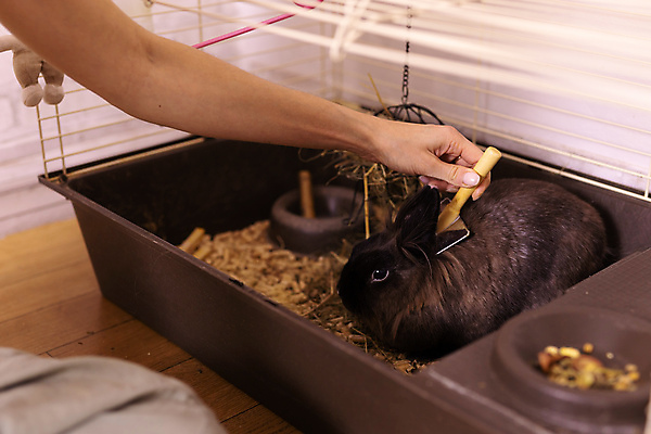 포토 JPG 해외이미지 한마리 손 포유류 실내 신체부위 반려동물 갈색 토끼 작음 빗질 돌봄 케이지 해외202309 해외포토 반려용품 동물 1 컬러 모션 사람 내부 크기 오브젝트 파일형식