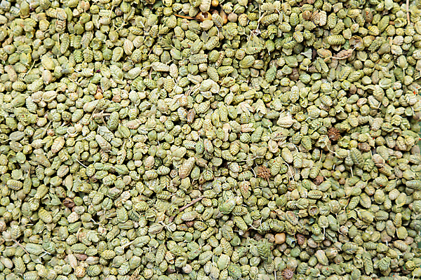 포토 JPG 해외이미지 식물 음식 백그라운드 잎 재료 건조 건강 요리 씨앗 사람없음 가로 초록색 쌓기 양념 조미료 낟알 허브 향신료 유기농 아로마 향 흙더미 고립 오레가노 해외202309 해외포토 웰빙 컬러 모션 흙 향미료 파일형식 더미