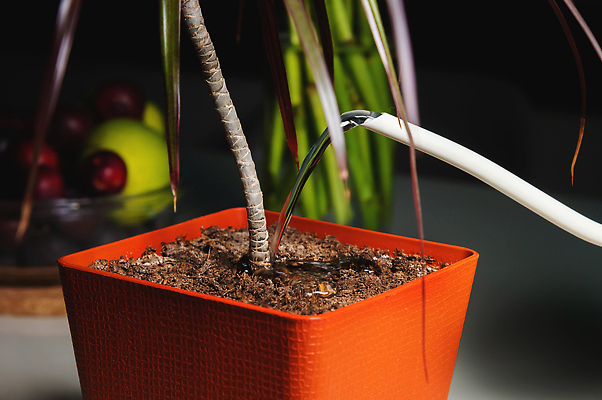 포토 JPG 해외이미지 식물 꽃 백그라운드 잎 꽃무늬 자연 탁자 아파트 주택 취미 사람없음 초록색 여름 뷰티 정원 봄 방 물뿌리개 벚꽃 신선 냄비 꽃집 원예 내추럴 물뿌리기 해외202309 해외포토 계절 컬러 가구 무늬 모션 건물 상점 솥 생태계 파일형식