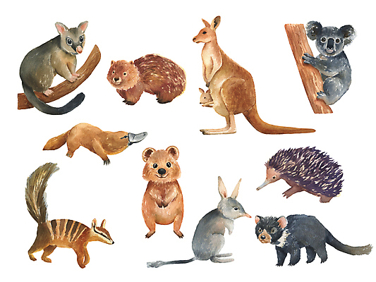 포토 JPG 해외이미지 동물 전통 디자인 야생동물 백그라운드 일러스트 포유류 자연 조류 털 동물원 미술 사람없음 반려동물 세트 컬러풀 갈색 놀이방 흰색 그리기 호주 작음 악마 스케치 수집 그림 초대 캥거루 고립 동물상 물총새 엘리먼트 스타일 해외202309 해외일러스트 컬러 모션 문화예술 조형물 오세아니아 크기 생태계 파일형식