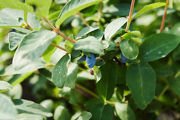 포토 JPG 해외이미지 나무 식물 열매 음식 낙엽 잎 농업 과일 자연 초식동물 사람없음 초록색 여름 파란색 정원 수확 나뭇가지 신선 달콤 약초 관목 유기농 원예 생물학 날것 향기 건강식 내추럴 채소밭 밭일 숙성 식용 영양소 채식주의자 맛있는 해외202309 해외포토 동물 웰빙 계절 교육 산업 컬러 밭 취미 풀_식물 맛 생태계 채식 냄새 파일형식