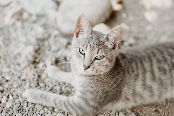 포토 JPG 해외이미지 장난 포옹 발 수염 턱시도 사람없음 호기심 부드러움 얼룩무늬 솜털 독립 히말라야 버미즈 해외202309 해외포토 감정 컨셉 무늬 안기 정장 신체부위 고양이 감각 파일형식 산맥