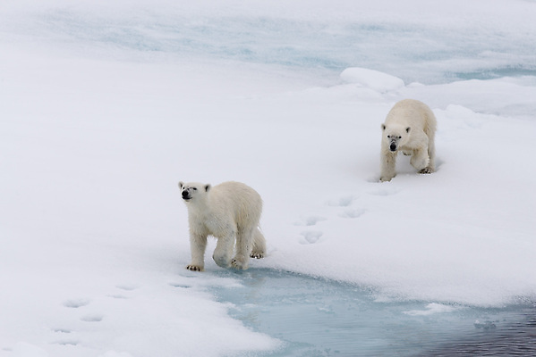 포토 JPG 해외이미지 야생동물 두마리 겨울 사람없음 걷기 추위 흰색 눈 발자국 북극 북극곰 빙하 해외202309 해외포토 자연요소 동물 계절 컬러 2 곰 자국 모션 날씨 극지방 파일형식
