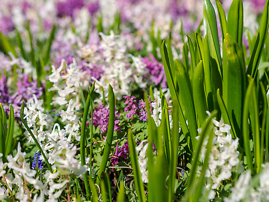포토 JPG 해외이미지 식물 계절 공원 꽃잎 꽃 줄기 분홍색 컬러 백그라운드 꽃무늬 밭 농업 자연 하늘 사람없음 야외 초록색 파란색 컬러풀 햇빛 태양 뷰티 노란색 환경 정원 보라색 봄 들꽃 성장 벚꽃 시골 신선 개화 순수 데이지 장면 내추럴 해외202309 해외포토 자연요소 공공시설 산업 컨셉 무늬 생태계 파일형식