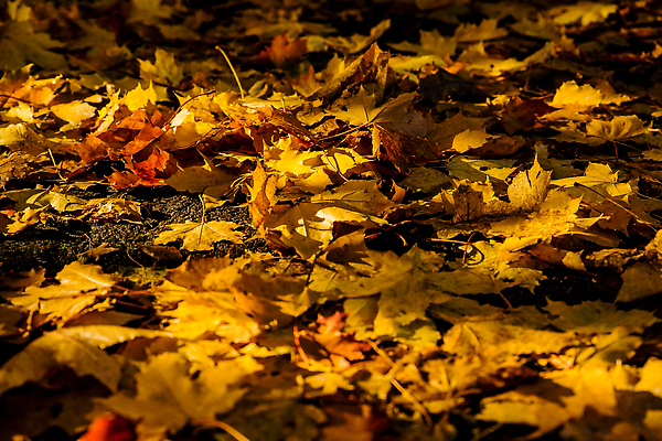 포토 JPG 해외이미지 식물 계절 공원 백그라운드 단풍 잎 패턴 오렌지 자연 벽지 날씨 추상 건조 사람없음 야외 빨간색 초록색 컬러풀 갈색 노란색 환경 정원 맑음 활발 달력 덮개 황금 떨어짐 숲 9월 11월 땅 질감 10월 내추럴 땅바닥 생태학 화창 해외202309 해외포토 공공시설 교육 컬러 컨셉 무늬 과일 바닥 뚜껑 날짜 생태계 파일형식