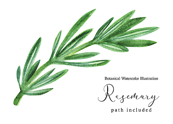 포토 JPG 해외이미지 식물 계절 음식 잎 꽃무늬 채소 일러스트 재료 자연 건강 요리 미술 사람없음 장식 초록색 약 정원 페인트 봄 벚꽃 흰색 나뭇가지 신선 양념 조미료 그리기 허브 향신료 그림 유기농 냄새 아로마 손그림 향 아로마테라피 로즈메리 그리스인 내추럴 고립 엘리먼트 채식주의자 비건 해외202309 해외일러스트 서양인 나무 웰빙 꽃 컬러 무늬 의학 모션 문화예술 생태계 채식 테라피 향미료 파일형식