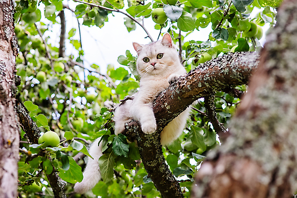 포토 JPG 해외이미지 나무 동물 얼굴 백그라운드 포유류 자연 놀이 휴식 털 앉기 사람없음 야외 초록색 여름 반려동물 뷰티 정원 고양이 봄 흰색 나뭇가지 관찰 도움 숲 위험 작음 고도 오르기 사냥꾼 솜털 보험 숨김 내추럴 해외202309 해외포토 식물 직업 계절 컬러 컨셉 모션 신체부위 크기 생태계 파일형식