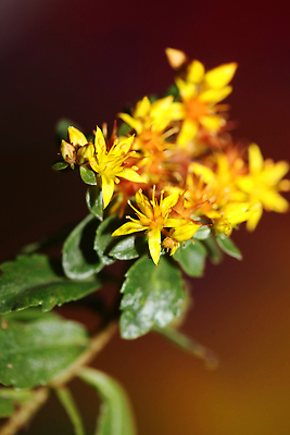 포토 JPG 해외이미지 식물 꽃 화분 화초 컬러 백그라운드 잎 꽃무늬 자연 벽지 사람없음 야외 초록색 여름 컬러풀 뷰티 노란색 환경 정원 봄 들꽃 사막 성장 벚꽃 바위 개화 작음 수집 허브 원예 내추럴 다육식물 영원 해외202309 해외포토 계절 무늬 취미 돌_바위 크기 생태계 파일형식