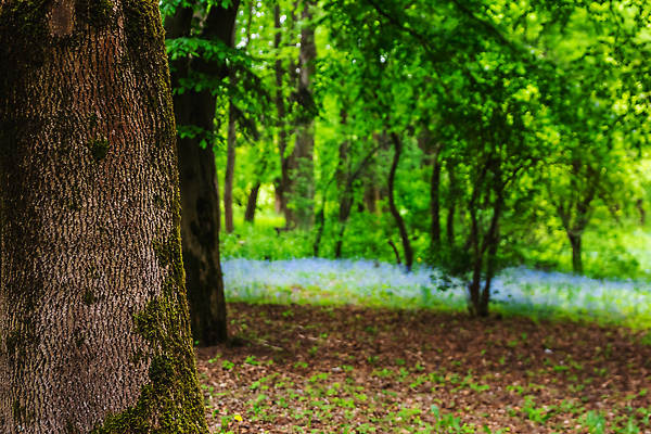 포토 JPG 해외이미지 나무 식물 계절 공원 꽃 컬러 백그라운드 잎 꽃무늬 자연 사람 사람없음 야외 장식 초록색 뷰티 노란색 정원 봄 놀이방 성장 벚꽃 업무 개화 배열 원예 식물원 조경 내추럴 벨로루시 심기 온실 해외202309 해외포토 공공시설 무늬 모션 취미 작업 생태계 파일형식