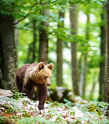 포토 JPG 해외이미지 나무 한마리 야생동물 곰 자연 사람없음 야외 숲 해외202309 해외포토 식물 동물 1 포유류 생태계 파일형식