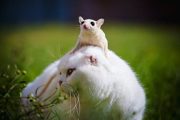 포토 JPG 해외이미지 동물 야생동물 포유류 자연 수염 털 사람없음 야외 초록색 반려동물 햇빛 뷰티 환경 고양이 가축 봄 흰색 비행 표현 달콤 호주 작음 수의사 기르기 동물상 유래 이국적 접기 스코틀랜드 해외202309 해외포토 계절 컬러 모션 영국 태양 조형물 의사 오세아니아 맛 크기 생태계 돌봄 파일형식