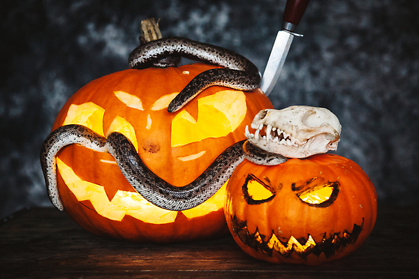 포토 JPG 해외이미지 동물 계절 컨셉 오렌지 파충류 탁자 호박 주택 실내 종류 사람없음 컬러풀 뷰티 파티 주방 검은색 어둠 할로윈 가을 축하 칼 위험 작음 무서움 멸종 잭 목각 10월 난쟁이 기어가기 동물상 러시아인 이국적 오싹 해외202309 해외포토 서양인 감정 컬러 가구 채소 과일 모션 이벤트 내부 건물 조형물 날짜 크기 파일형식