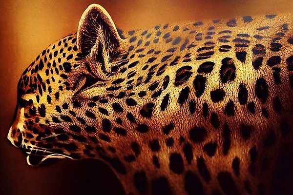 포토 JPG 해외이미지 동물 디자인 옷 야생동물 벽 컬러 백그라운드 패턴 아프리카 자연 벽지 추상 털 미술 사람없음 그래픽 장식 뷰티 유행 고양이 직물 뱀 호랑이 고급 우아함 인쇄 가죽 천 사파리 피부 질감 악어 얼룩말 짜임 치타 표범 내추럴 이국적 스타일 해외202309 해외포토 나라 컨셉 무늬 포유류 파충류 문화예술 신체부위 반려동물 말_동물 생태계 파일형식