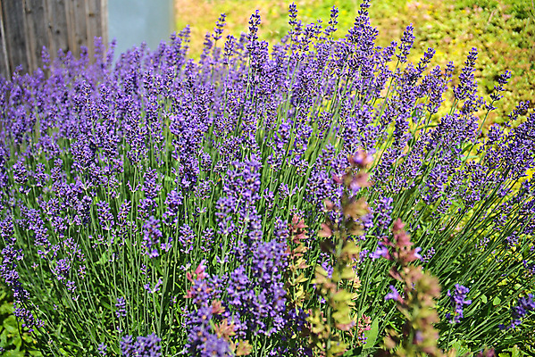 포토 JPG 해외이미지 꽃 백그라운드 사람없음 묘사 봉 해외202309 해외포토 식물 파일형식