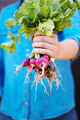 포토 JPG 해외이미지 라이프스타일 손 여자 음식 백그라운드 밭 농업 채소 재료 자연 건강 사람 사람없음 야외 빨간색 초록색 컬러풀 농장 정원 수확 가을 시골 아기 신선 잡기 농부 수집 먹기 유기농 원예 날것 비타민 유지 내추럴 숙성 원예사 채식주의자 비건 해외202309 해외포토 직업 웰빙 계절 산업 컬러 모션 취미 생활 신체부위 생태계 채식 영양소 파일형식