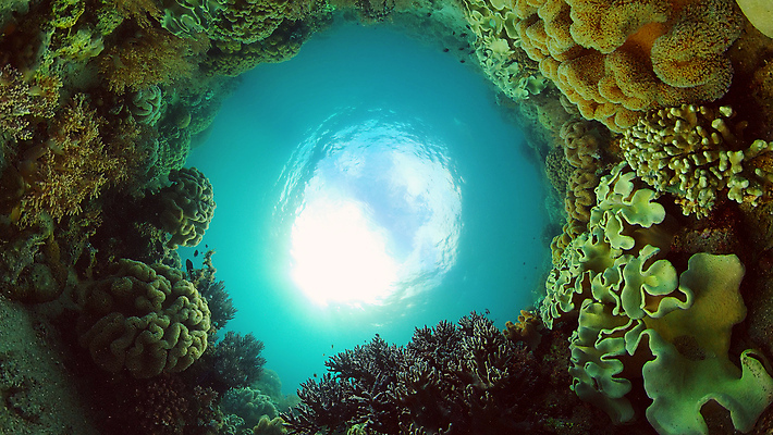 포토 JPG 해외이미지 동물 야생동물 바다 여행 백그라운드 자연 어류 풍경 사람없음 물 환경 바닷속 수중 수영 탐험 스노클링 산호 산호초 생태계 다이빙 장면 암초 발견 깊이 이국적 해외202309 해외포토 자연요소 수중동물 수상스포츠 수중식물 자포동물 수중스포츠 파일형식