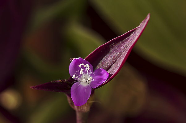 포토 JPG 해외이미지 식물 꽃잎 꽃 분홍색 꽃무늬 자연 사람없음 파란색 뷰티 정원 보라색 봄 벚꽃 제비꽃 묘사 해외202309 해외포토 계절 컬러 무늬 생태계 파일형식