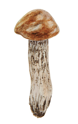 JPG 해외이미지 일러스트 사람없음 갈색 버섯 해외202309 해외일러스트 컬러 파일형식