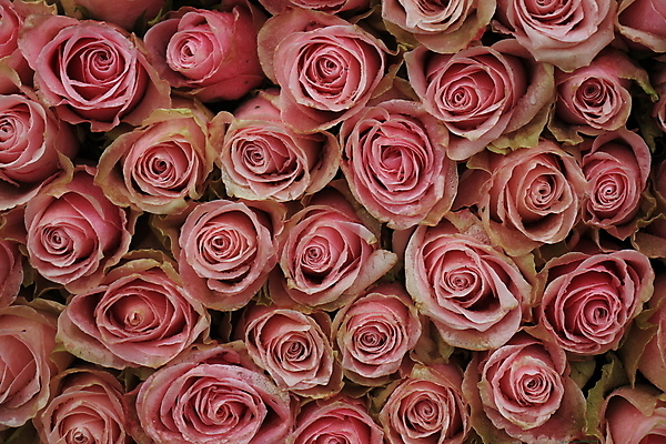 포토 JPG 해외이미지 백그라운드 사람없음 장미 연분홍색 해외202309 해외포토 꽃 분홍색 파일형식