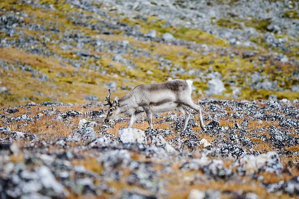 포토 JPG 해외이미지 동물 야생동물 여행 백그라운드 겨울 포유류 자연 사슴 뿔 노르웨이 핀란드 사람없음 야외 파란색 흰색 북극 북쪽 알래스카 내추럴 그린란드 순록 스칸디나비아 해외202309 해외포토 계절 유럽 컬러 섬 북유럽 덴마크 미국 극지방 방향 생태계 파일형식