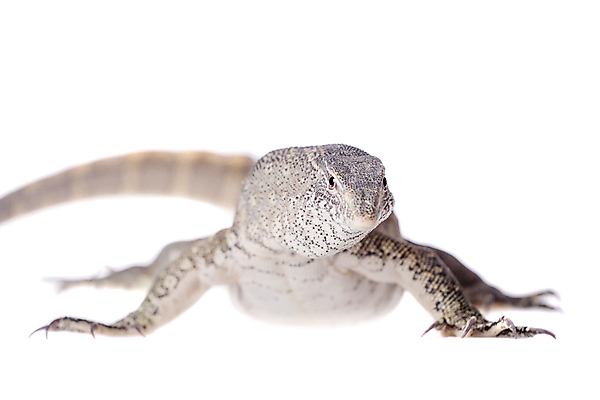 포토 JPG 해외이미지 스튜디오촬영 동물 야생동물 파충류 아프리카 자연 생물 사람없음 반사 모니터 회색 흰색 닫기 큼 혀 도마뱀 슛 육식동물 서식지 남쪽 고립 남아프리카 동물상 생태학 잠비아 차단 해외202309 해외포토 교육 나라 컬러 모션 실내 컴퓨터 조형물 입 크기 방향 생태계 파일형식