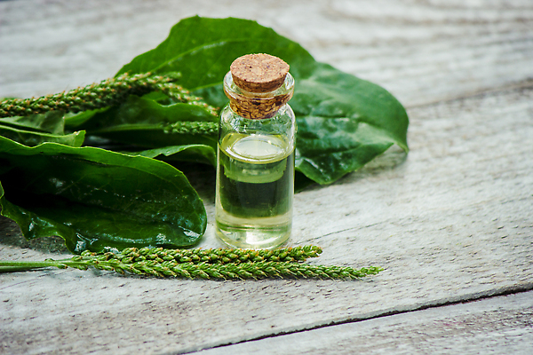 포토 JPG 해외이미지 백그라운드 잎 자연 사람없음 뷰티 신선 오일 내추럴 나무탁자 해외202309 해외포토 식물 음식 탁자 화장품 생태계 파일형식