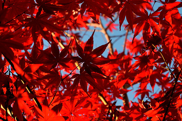 포토 JPG 해외이미지 나무 식물 디자인 계절 공원 아시아 컬러 백그라운드 단풍 잎 패턴 오렌지 자연 사람없음 야외 장식 빨간색 초록색 빛 컬러풀 햇빛 뷰티 노란색 환경 정원 일본 봄 가을 나뭇가지 숲 질감 내추럴 고립 해외202309 해외포토 공공시설 나라 무늬 과일 태양 생태계 파일형식