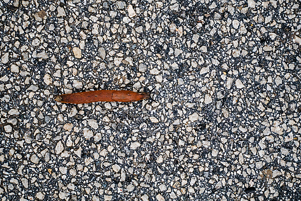 포토 JPG 해외이미지 식물 동물 유럽 야생동물 음식 잎 농업 자연 연체동물 무척추동물 주택 안테나 사람없음 야외 빨간색 초록색 갈색 환경 정원 흙 손상 젖음 성장 해충 호흡 위험 공격 땅 먹기 생물학 문제 촉수 느림 리빙 내추럴 기어가기 동물상 제어 침범 끈적임 해외202309 해외포토 교육 나라 산업 컬러 컨셉 통신 모션 건물 조형물 벌레 생태계 파일형식