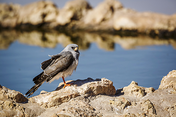 포토 JPG 해외이미지 동물 야생동물 아프리카 자연 조류 국립공원 사람없음 옆모습 가로 관광지 사막 보호 사파리 파란배경 고립 나미비아 남아프리카 보츠와나 보호구역 칼라하리 건조기후 해외202309 해외포토 공원 나라 뷰포인트 여행 백그라운드 컨셉 파란색 생태계 구역 파일형식