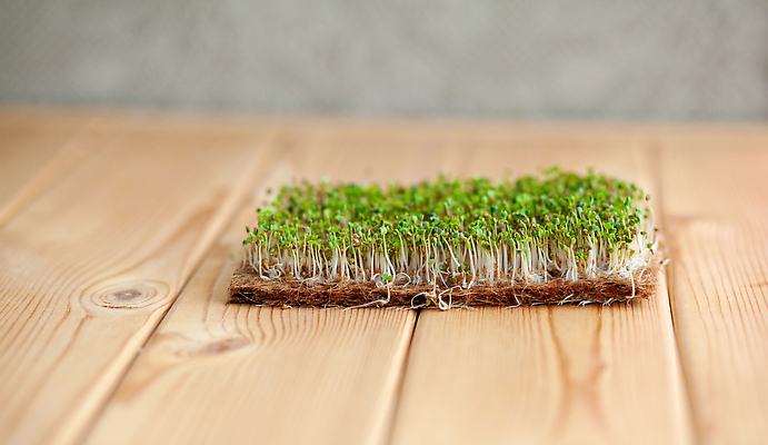 포토 JPG 해외이미지 식물 백그라운드 컨셉 잎 다이어트 채소 자연 해바라기 건강 요리 씨앗 사람없음 초록색 상자 새싹 주방 샐러드 흰색 신선 작음 다발 머스터드 허브 유기농 원예 날것 향 비타민 바질 건강식 루꼴라 모종 바이오 영양분 채식주의자 총각무 슈퍼푸드 비건 해외202309 해외포토 웰빙 꽃 음식 컬러 취미 소스_음식 크기 무 생태계 채식 건강식품 영양소 파일형식