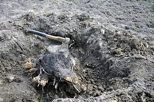 포토 JPG 해외이미지 나무 직업 손 공원 자연 사람없음 야외 목재 갈색 환경 정원 공구 죽음 업무 장작 원예 뿌리 먼지 도끼 내추럴 삭제 땅바닥 옛날 조작 핸드메이드 헬프 해외202309 해외포토 식물 공공시설 컬러 재료 바닥 취미 신체부위 도구 작업 도움 생태계 파일형식