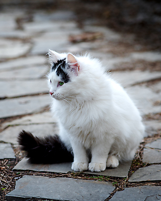포토 JPG 해외이미지 동물 1 응시 음식 장난 포유류 자연 거리 털 사랑 앉기 사람없음 야외 반려동물 뷰티 갈색 검은색 고양이 회색 흰색 도시 작음 모피 먹기 버리기 배고픔 얼룩무늬 솜털 노숙자 땅바닥 생존 해외202309 해외포토 시선 감정 컬러 무늬 모션 바닥 크기 생태계 파일형식