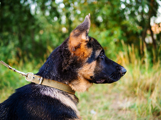 포토 JPG 해외이미지 동물 척추동물 1 응시 행복 감정 컬러 백그라운드 오렌지 포유류 발 자연 웃음 사람없음 야외 초록색 반려동물 갈색 머리 사진촬영 어둠 산책 입 양치기 개 강아지 치아 혀 귀 육식동물 동반자 총구 그리너리 해외202309 해외포토 직업 시선 과일 휴식 표정 신체부위 촬영 소화기관 생태계 파일형식 트랜드컬러
