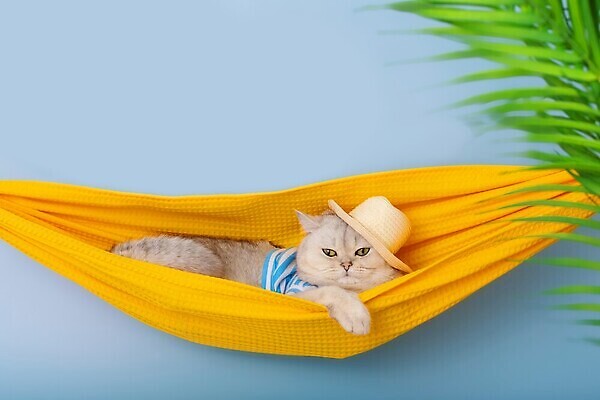 포토 JPG 해외이미지 식물 동물 응시 옷 행복 여행 컨셉 셔츠 휴가 휴식 털 실내 손바닥 사람없음 파란색 반려동물 뷰티 노란색 맑음 고양이 흰색 표현 신용카드 유머 달콤 작음 해먹 솜털 강렬 거짓말 고립 기르기 캡모자 해외202309 해외포토 모자_잡화 손 시선 감정 컬러 상의 포유류 날씨 내부 금융 침대 맛 크기 돌봄 파일형식