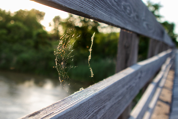 포토 JPG 해외이미지 모양 계절 실루엣 곤충 백그라운드 컨셉 겨울 패턴 인터넷 자연 아침 추상 사람없음 야외 가로 초록색 물 파란색 빛 뷰티 우주 보라색 웹 어둠 거품 할로윈 젖음 네트워크 떨어짐 야간 이슬 연결 위험 거미줄 심볼 거미 기하학 내추럴 인터넷주소 여의주 오싹 해외202309 해외포토 주간 자연요소 동물 컬러 무늬 촬영기법 생태계 파일형식